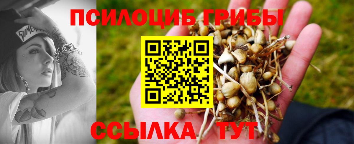 Псилоцибиновые грибы Cubensis Тольятти